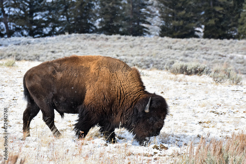 Bison Grazing in the Snow