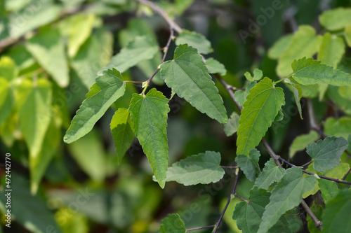 Trailing abutilon © nahhan