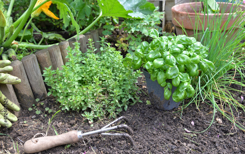 basil potted  in a garden