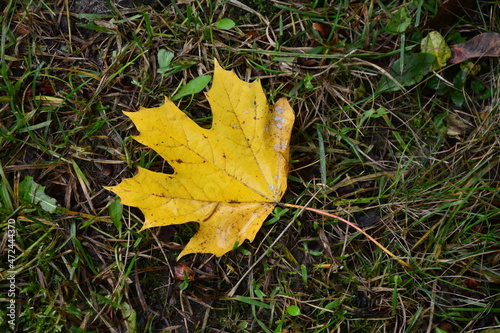 autumnal colored maple leaf on grass © wiha3