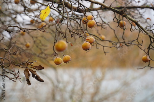 Healthy and edible medlar fruits (mespilus germanica, family rosaceae) on o medlar tree in december. Medlar fruit is available in winter and in being eaten when bletted. Garbsen Berenbostel, Germany photo