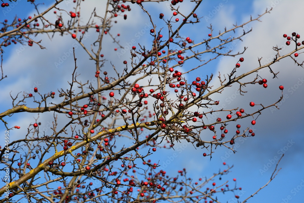 hawthorn berries in the autumn garden hawthorn berries in the autumn garden