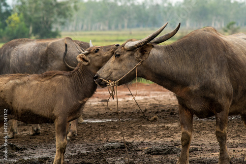 Fototapeta Naklejka Na Ścianę i Meble -  Buffalo family in a buffalo farm in Asia, concept of animal family relationship