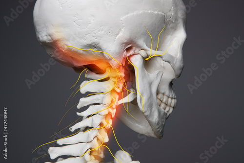 Neck pain, head nervous system human anatomy, bones and neck nerves