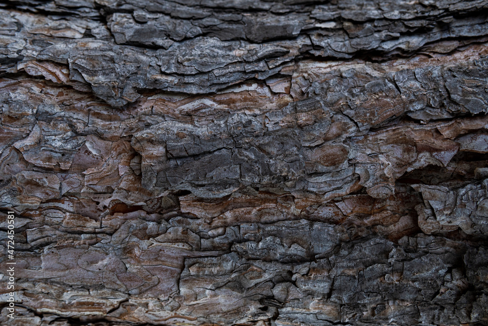 exture of tree bark, aged wood, chips, cracks, moss, photophone for screensaver and print exture of tree bark, aged wood, chips, cracks, moss, photophone for screensaver and print