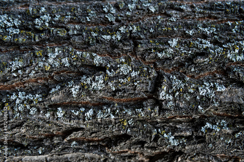 exture of tree bark, aged wood, chips, cracks, moss, photophone for screensaver and print