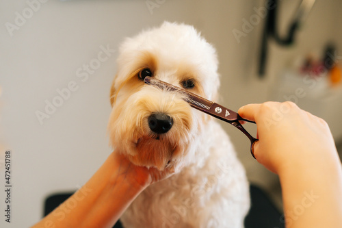 Close-up of female groomer gently cutting face of obedient curly dog Labradoodle looking at camera by hairdressing scissors in grooming salon. Woman pet hairdresser doing hairstyle at vet spa clinic. photo
