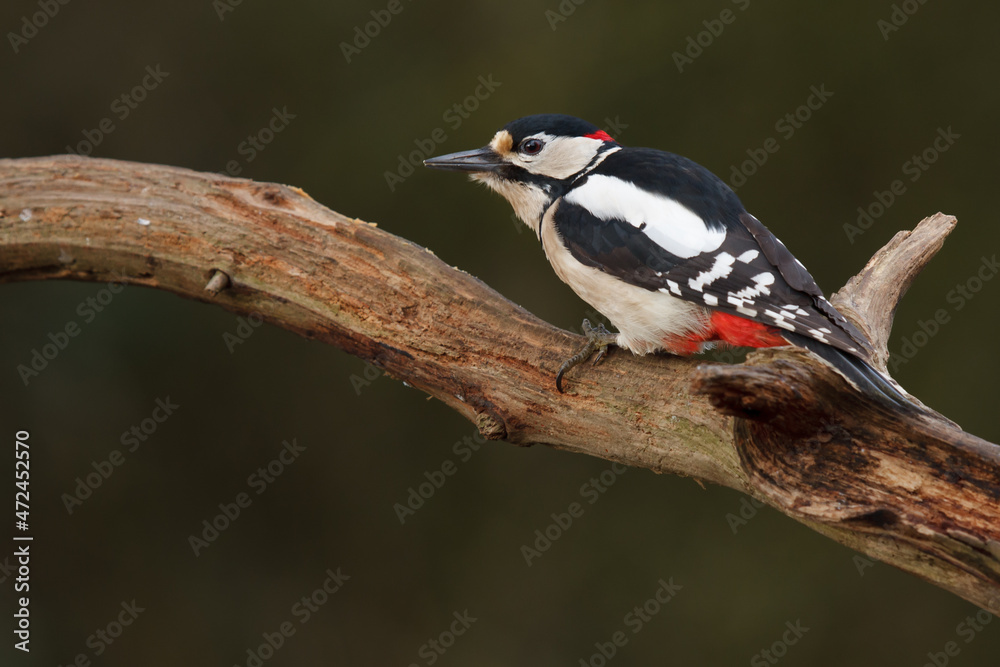 Fototapeta premium woodpecker on branch
