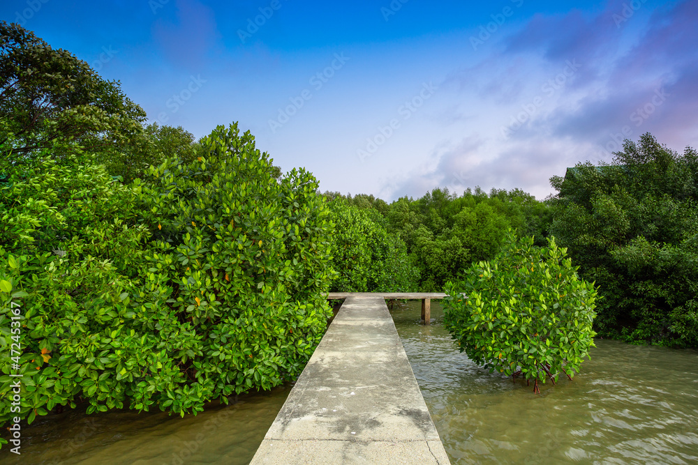 Concrete walkway in mangrove forest on tropical Koh Chang island