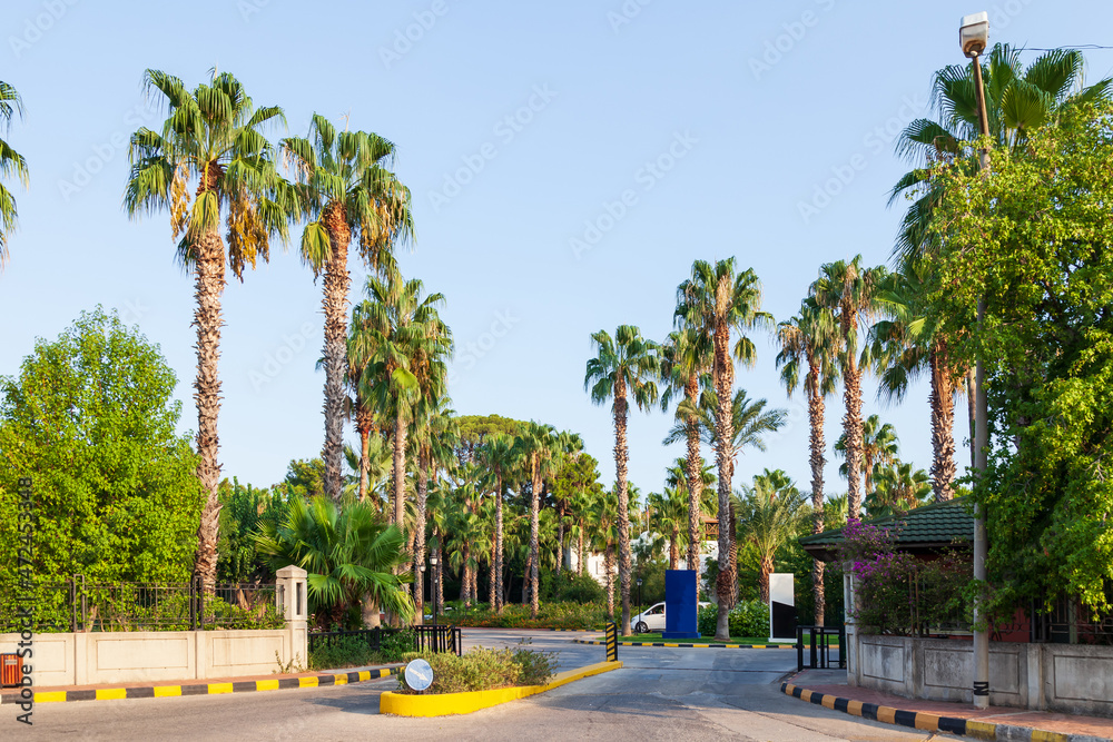 City asphalt road with palm trees along the road in Kemer, Turkey