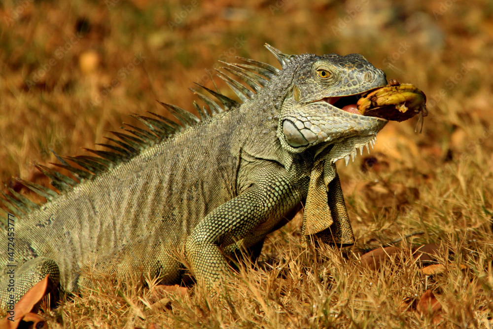 Big green iguana in park of Saint Martin island Big green iguana in park of Saint Martin island