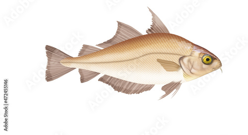 poisson, cepelans, isolé, aliment, blanc, frais, animal, brut, carpe, pêche, fruits de mer, ailette, sain, mer, brème, nature, queue, attraper, eau douce, tête, ingrédients, fond blanc, argent, truit