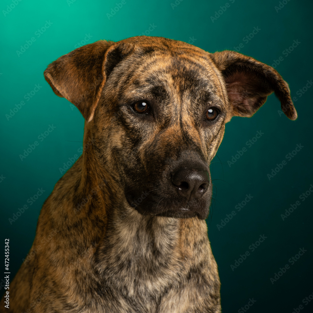 portrait of a dog in the studio portrait of a dog in the studio