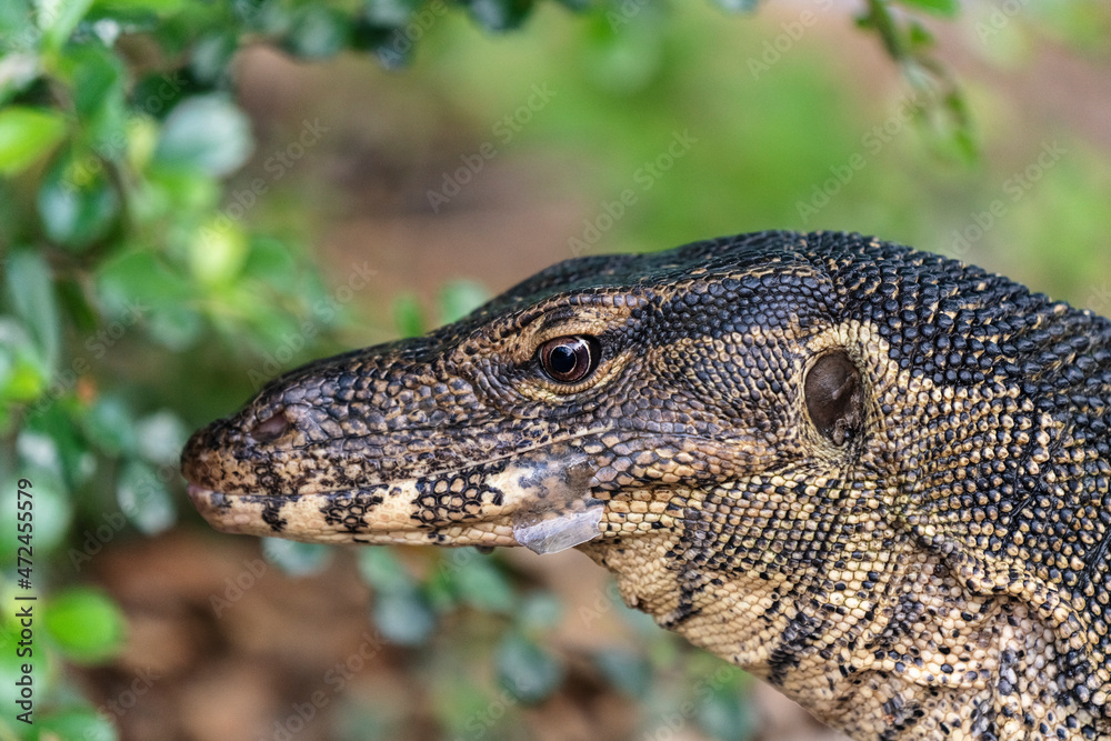 Fototapeta premium Monitor Lizard, varanus salvator, in Thailand