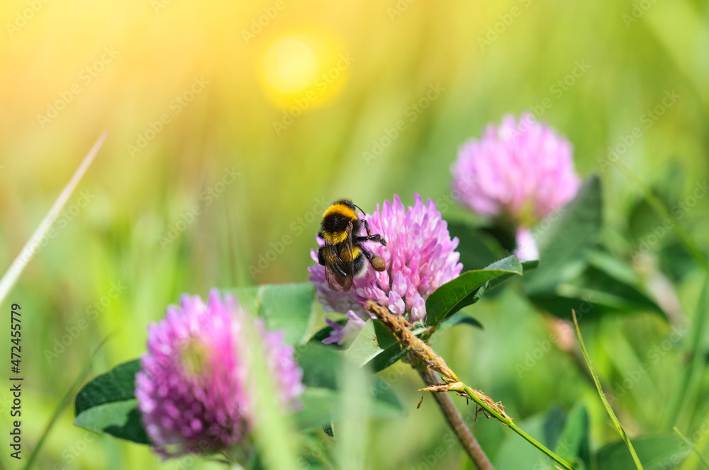 Blooming clover with bumblebee. Selective focus with copy space and blurred background Blooming clover with bumblebee. Selective focus with copy space and blurred background