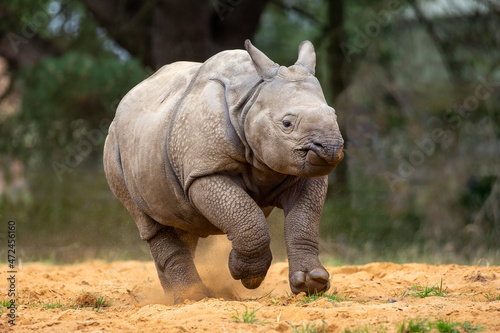 Adorable baby Indian rhinoceros