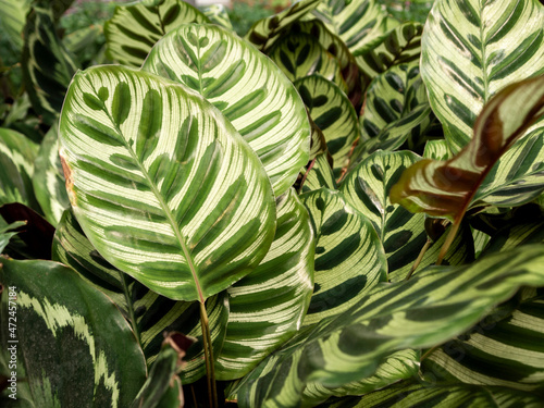 Calathea Peacock Plant. Side view of large striped leaves. 