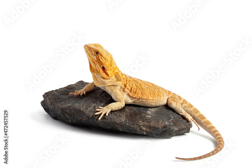 yellow agama lizard isolated on a white background