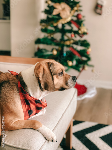 Pets on Christmas