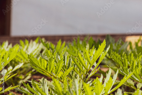 small tegete seedling  in a nursery in a greenhouse in the spring photo