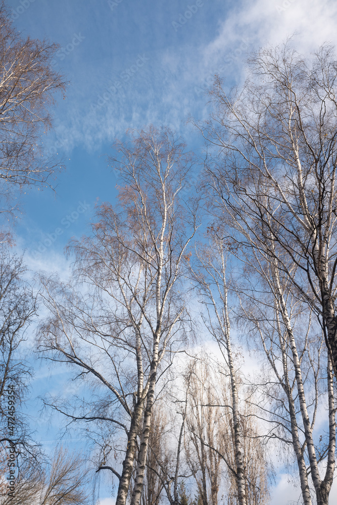 Autumn trees without leaves against a blue sky with white clouds, bottom up view. Autumn trees without leaves against a blue sky with white clouds, bottom up view.