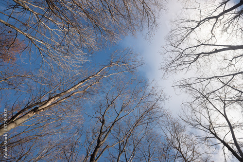 Autumn trees without leaves against a blue sky with white clouds, bottom up view.