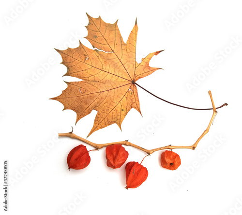 Physalis, a red lantern on a branch of yellow foxes.
