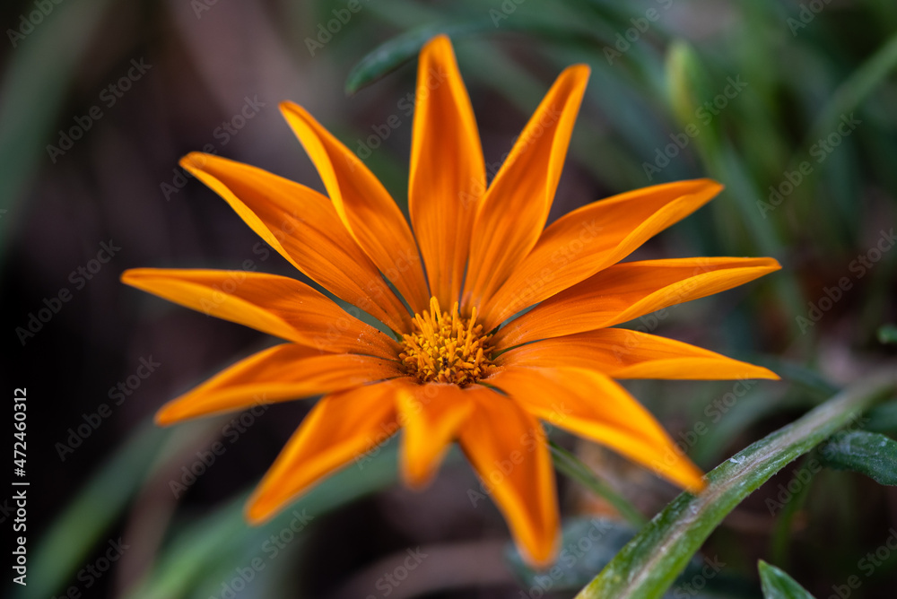 Close up of beautiful, colorful orange Gazania flower on a sunny day in Israel
