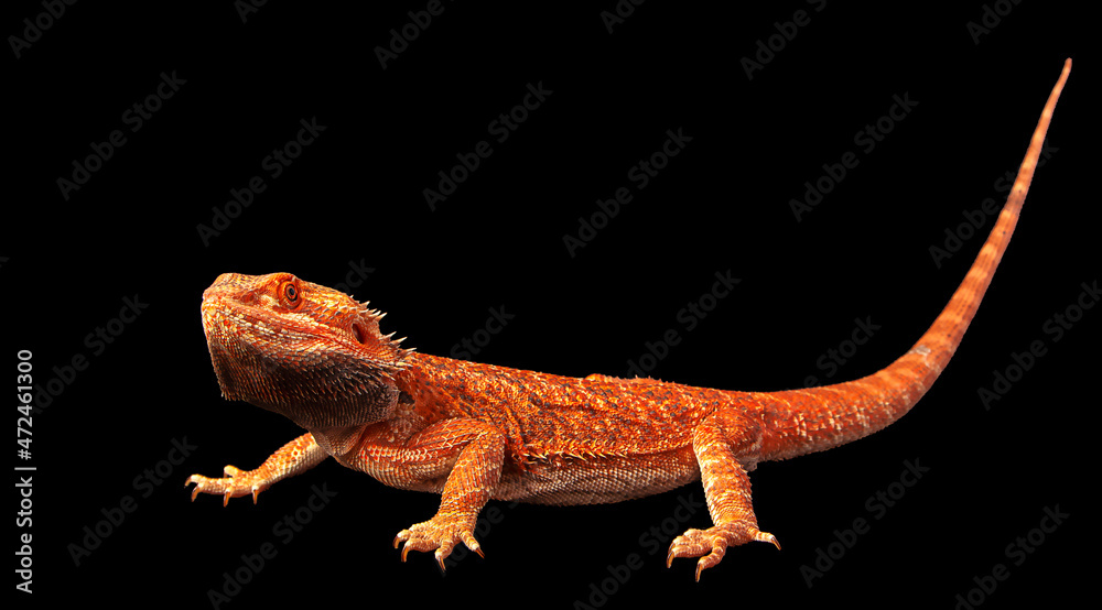 Fototapeta premium red agama lizard isolated on a black background