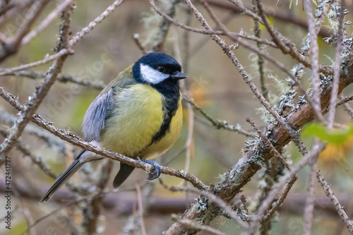 Great tit (Parus major) perched in a tree in the forest, Cairngorms National Park, Scotland