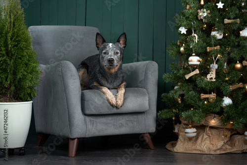 dog on a chair by the christmas tree. Festive decorated interior. Australian Hiller at home