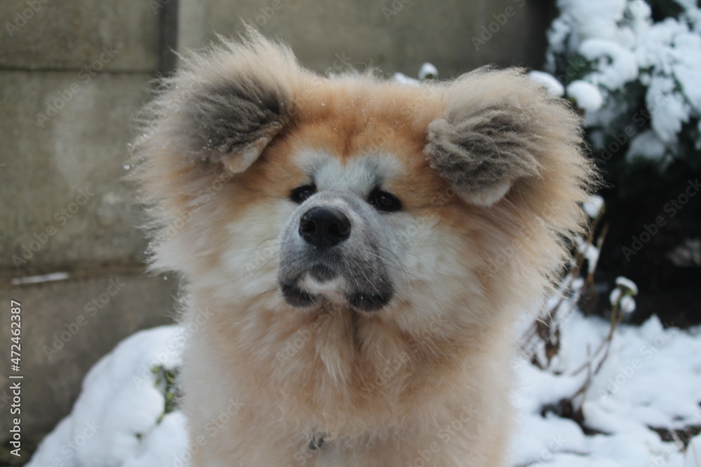 Szczeniak, akita długowłosa - zabawy zimą. Szczeniak, akita długowłosa - zabawy zimą.