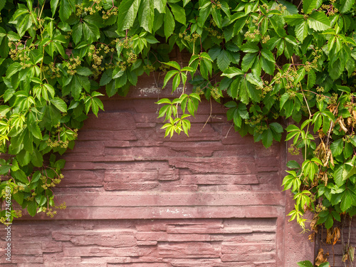 Red brick fence entwined with ivy.