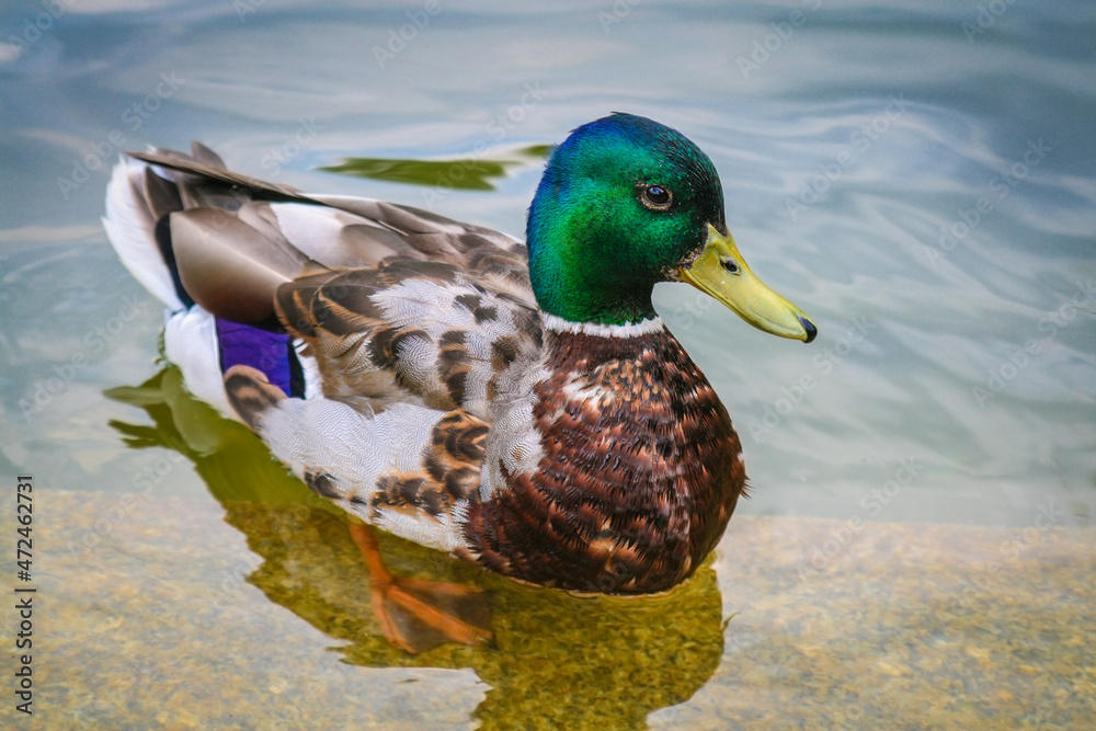 Obraz premium Wild mallard duck