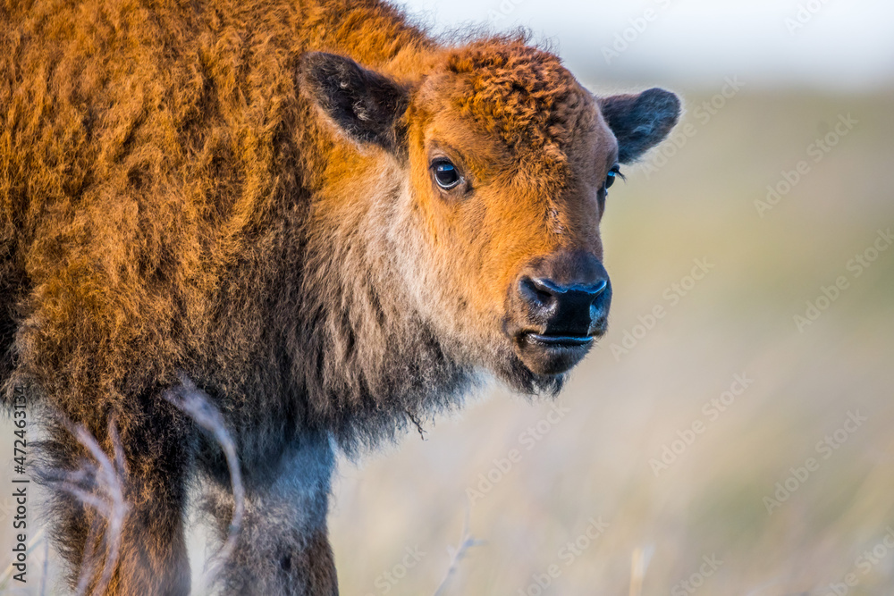 Fototapeta premium Red Dogs in the field of Custer State Park, South Dakota