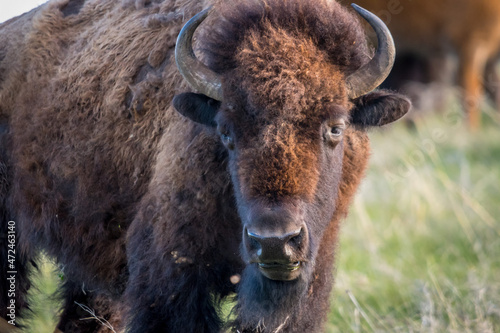 American Bison in the field of Custer State Park, South Dakota