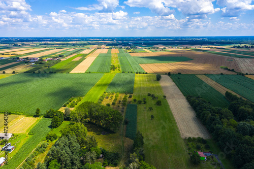 Green fields aerial view before harvest at summer