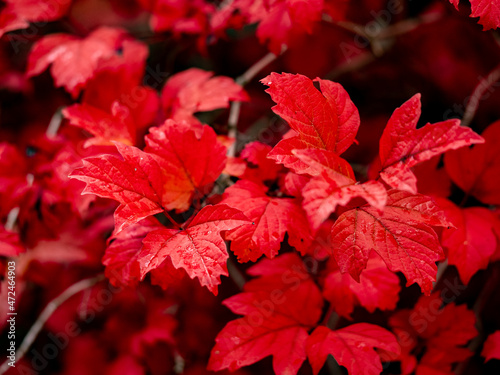 selective focus of guelder rose (Viburnum opulus) red leaves in autumn with blurred background photo