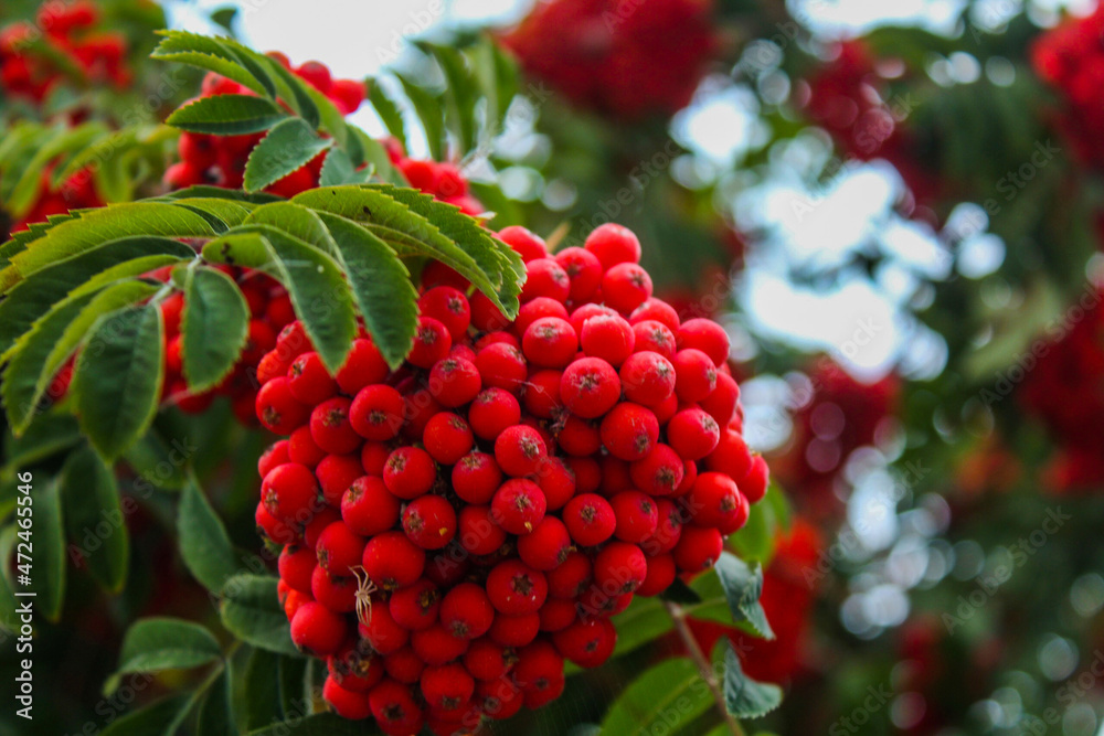 Obraz premium Juicy mountain ash