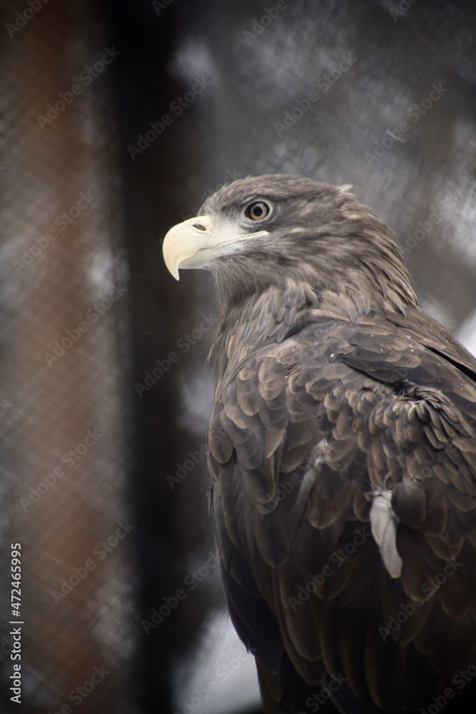 animals in the wild - close up portrait of golden eagle animals in the wild - close up portrait of golden eagle
