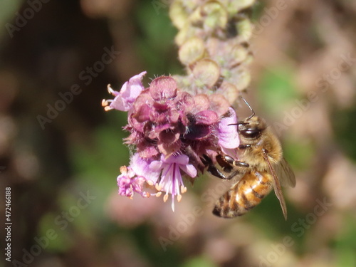 Honey bee on a flower © Simba