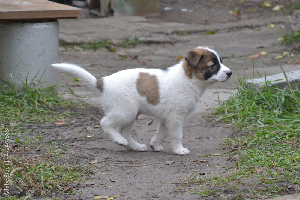 Cute and fluffy mongrel puppies at home Cute and fluffy mongrel puppies at home