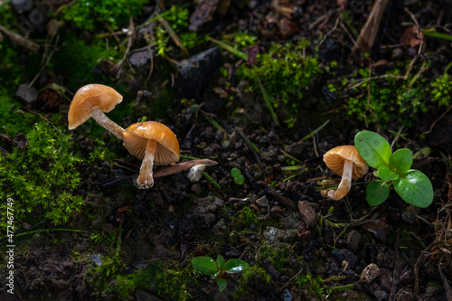Autumn mushrooms growing in the forest , macro photography.