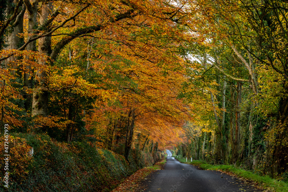 Obraz premium A road going through the forest as leaves are falling in the autumn weather.