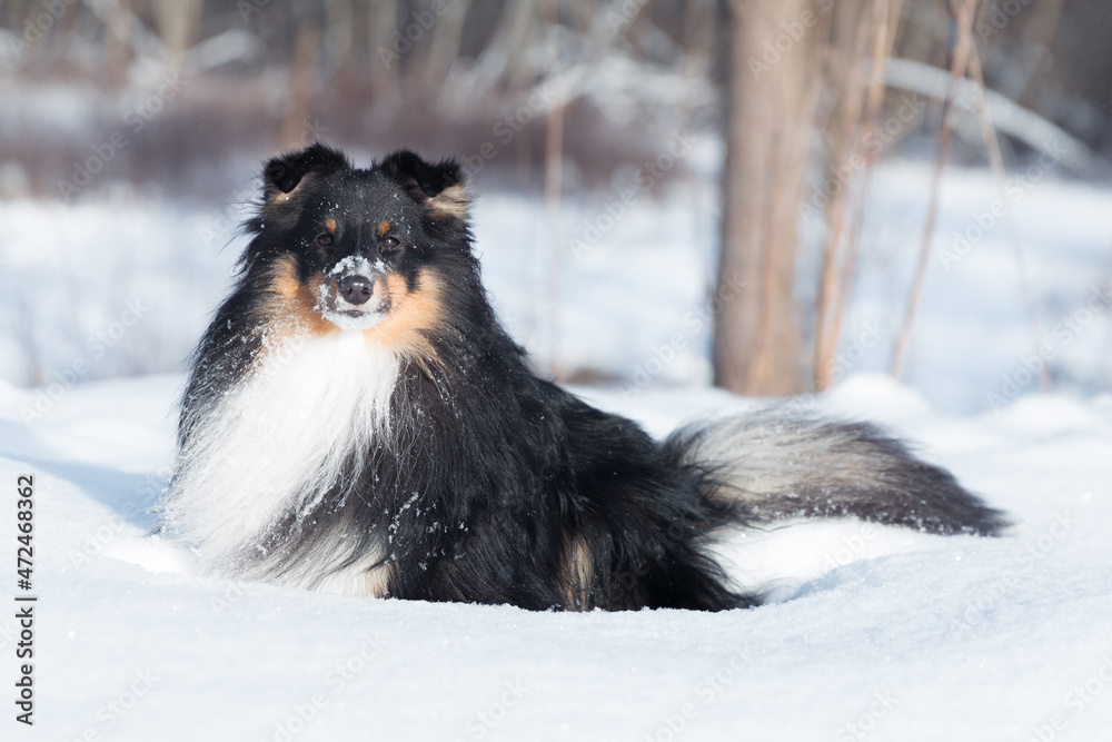 Stunning nice fluffy sable white and black tricolor shetland sheepdog, sheltie outdoors on a snow on a cold sunny winter. Small lassie, little collie dogs pets with sweet pretty face outside Stunning nice fluffy sable white and black tricolor shetland sheepdog, sheltie outdoors on a snow on a cold sunny winter. Small lassie, little collie dogs pets with sweet pretty face outside