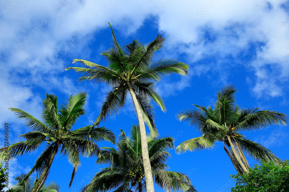 Coconut Trees in the Blue Sky Background