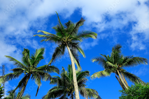 Coconut Trees in the Blue Sky Background