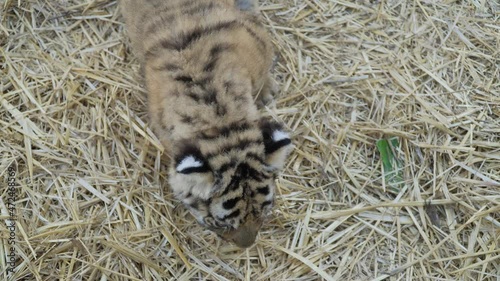 The Republic of Crimea. The city of Belogorsk. July 17, 2021. A funny little tiger cub lives in the enclosure of the Taigan Lion Park.