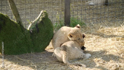 The Republic of Crimea. July 17, 2021. Funny little lion cubs are lazily lying on the grass in the aviary of the Taigan Lions Park in the city of Belogorsk.