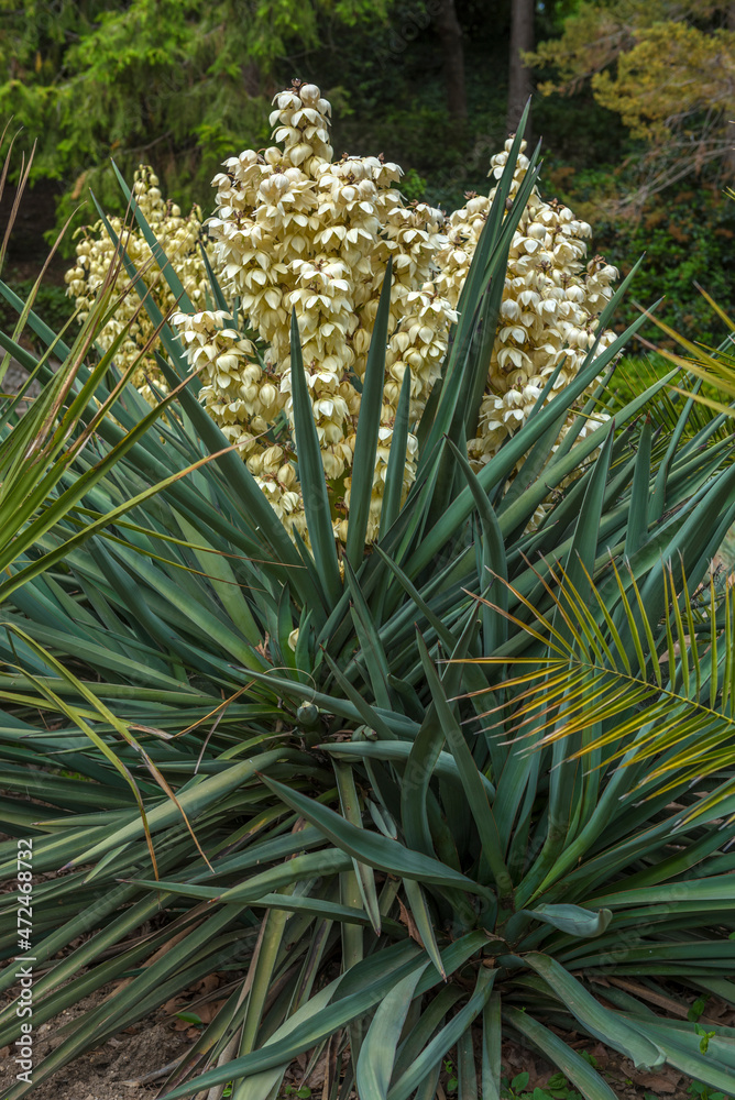 Blooming Yucca gloriosa in the landscape park Blooming Yucca gloriosa in the landscape park